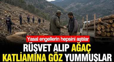 Rüşvet alıp ağaçların katledilmesine göz yumdular