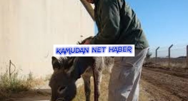 AMERİKA ve EŞŞEK