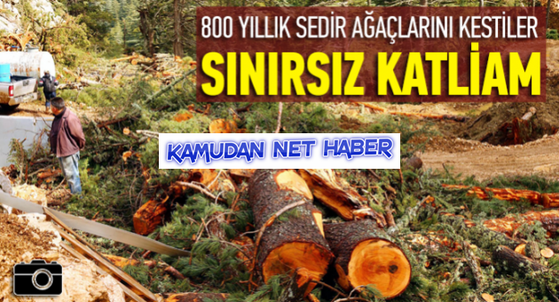 Sınırsız ağaç katliamı