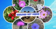 Doğa Kaşifi eTwinning Projesi