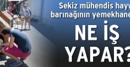 Hayvan barınağındaki 8 mühendis soru işaretleri uyandırdı