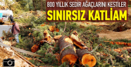 Sınırsız ağaç katliamı